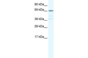 Western Blotting (WB) image for anti-Tripartite Motif Containing 41 (TRIM41) antibody (ABIN2460963) (TRIM41 Antikörper)