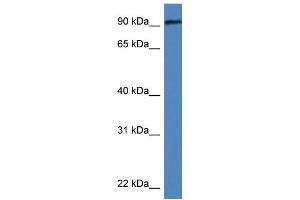 WB Suggested Anti-Dlg3 Antibody   Titration: 1. (DLG3 Antikörper  (N-Term))