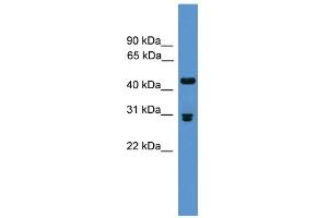 WB Suggested Anti-Pdyn Antibody Titration: 0.