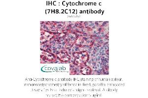 Image no. 2 for anti-Cytochrome C, Somatic (CYCS) antibody (ABIN5693541) (Cytochrome C Antikörper)