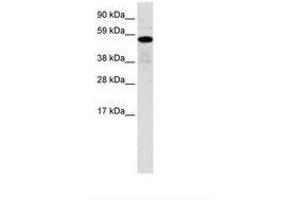 Image no. 1 for anti-Zinc Finger Protein 426 (ZNF426) (AA 70-119) antibody (ABIN6735954) (ZNF426 Antikörper  (AA 70-119))