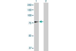 Western Blot analysis of ASPSCR1 expression in transfected 293T cell line by ASPSCR1 MaxPab polyclonal antibody.
