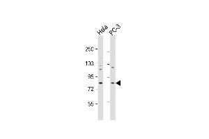All lanes : Anti-KCTD3 Antibody (C-term) at 1:1000 dilution Lane 1: Hela whole cell lysate Lane 2: PC-3 whole cell lysate Lysates/proteins at 20 μg per lane. (KCTD3 Antikörper  (C-Term))