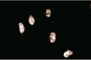 Immunofluorescence staining of human endothelial cells. (Cullin 3 Antikörper  (AA 565-684))