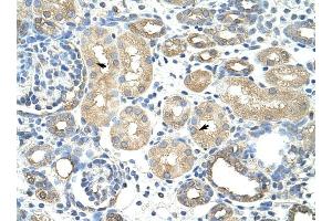 RAVER1 antibody was used for immunohistochemistry at a concentration of 4-8 ug/ml to stain Epithelial cells of renal tubule (arrows) in Human Kidney. (RAVER1 Antikörper  (N-Term))