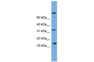 PLA2G2E antibody used at 2. (PLA2G2E Antikörper  (Middle Region))