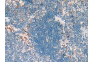 Immunohistochemistry (IHC) image for anti-Heme Oxygenase (Decycling) 1 (HMOX1) (AA 145-237) antibody (ABIN1173249)