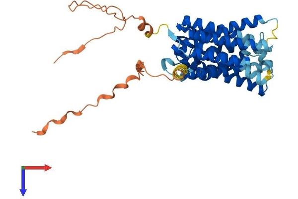 SLC35F1 Protein (AA 1-408) (His tag)