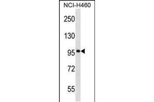 Western blot analysis in NCI-H460 cell line lysates (35ug/lane). (FBXL13 Antikörper  (C-Term))