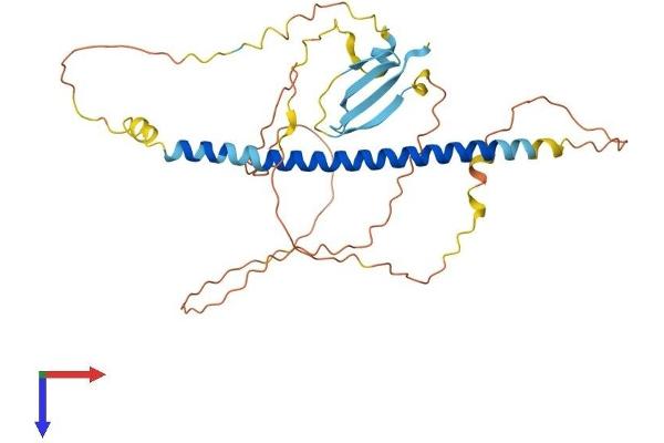 GEMC1 Protein (AA 1-333) (His tag)