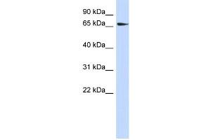 WB Suggested Anti-SRC Antibody Titration:  0. (Src Antikörper  (N-Term))