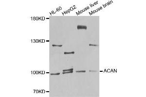 Western blot analysis of extracts of various cell lines, using ACAN antibody (ABIN5996442) at 1/1000 dilution. (Aggrecan Antikörper)