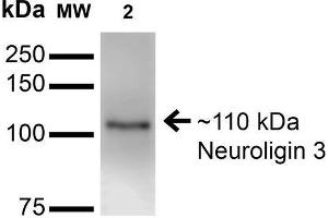 Western Blot analysis of Mouse Brain Membrane showing detection of ~110 kDa Neuroligin 3 protein using Mouse Anti-Neuroligin 3 Monoclonal Antibody, Clone S110-29 . (Neuroligin 3 Antikörper  (AA 730-848) (Atto 488))
