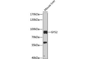 Western blot analysis of extracts of mouse liver, using GYS2 antibody (ABIN6129730, ABIN6141549, ABIN6141550 and ABIN6216850) at 1:3000 dilution. (Glycogen Synthase 2 Antikörper  (AA 594-703))