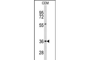 Western blot analysis of PEX16 Antibody (Center) (ABIN653096 and ABIN2842688) in CEM cell line lysates (35 μg/lane).