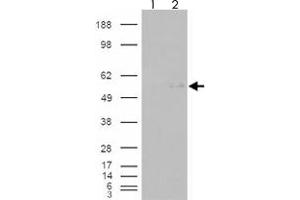 293 overexpressing GCNT3 and probed with GCNT3 polyclonal antibody  (mock transfection in first lane), tested by Origene. (GCNT3 Antikörper  (AA 273-284))