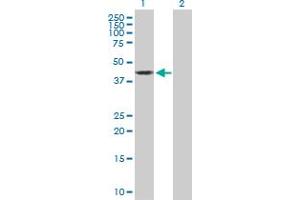 Western Blot analysis of OBFC1 expression in transfected 293T cell line by OBFC1 MaxPab polyclonal antibody. (OBFC1 Antikörper  (AA 1-368))