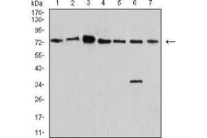 Western Blotting (WB) image for anti-Synapsin I (SYN1) (AA 362-511) antibody (ABIN5542390)