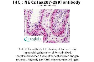 Image no. 1 for anti-NIMA (Never in Mitosis Gene A)-Related Kinase 2 (NEK2) (AA 287-299) antibody (ABIN1737250) (NEK2 Antikörper  (AA 287-299))