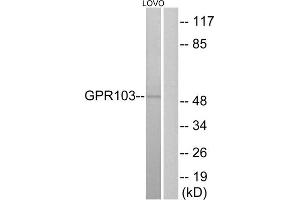 Western blot analysis of extracts from LOVO cells, using GPR103 antibody. (QRFPR Antikörper  (Internal Region))