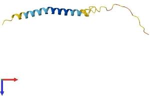ADIG Protein (AA 1-80) (Fc Tag)