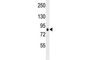 RPS6KA1 antibody western blot analysis in K562 lysate. (RPS6KA1 Antikörper)