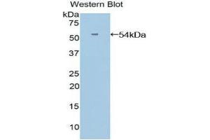 Western Blotting (WB) image for anti-Angiopoietin-Like 3 (ANGPTL3) (AA 17-460) antibody (ABIN1858004) (ANGPTL3 Antikörper  (AA 17-460))