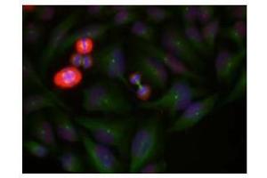 Image no. 1 for anti-Jun Proto-Oncogene (JUN) (pThr239) antibody (ABIN196652) (C-JUN Antikörper  (pThr239))