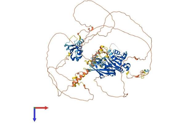 Lipin 1 Protein (LPIN1) (AA 1-924) (His tag)