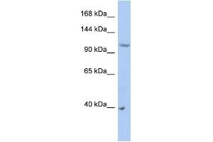 WB Suggested Anti-NEDD4L Antibody Titration:  0. (NEDD4-2 Antikörper  (Middle Region))