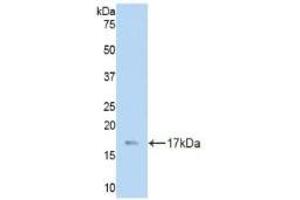 LAMC3 antibody  (AA 751-875)