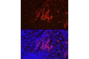 Immunofluorescence analysis of mouse spleen using CD40 Rabbit pAb (ABIN3020703, ABIN3020704, ABIN3020705 and ABIN6213680) at dilution of 1:100 (40x lens). (CD40 Antikörper)
