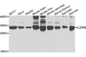 Western blot analysis of extracts of various cell lines, using IL20RB antibody. (IL20RB Antikörper)