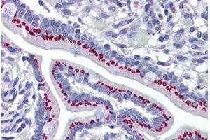 Human Small Intestine: Formalin-Fixed, Paraffin-Embedded (FFPE) (GOLM1 Antikörper  (AA 302-402))