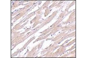 Immunohistochemistry of POFUT1 in human heart tissue with this product at 2. (POFUT1 Antikörper  (N-Term))