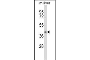 DGT1 Antibody (N-term) (ABIN657891 and ABIN2846843) western blot analysis in mouse liver tissue lysates (35 μg/lane). (DPAGT1 Antikörper  (N-Term))