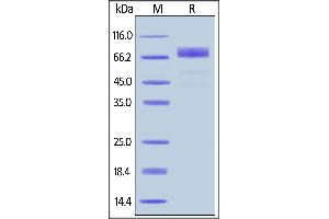 Rhesus macaque GHR, Fc Tag on  under reducing (R) condition. (Growth Hormone Receptor Protein (GHR) (AA 19-264) (Fc Tag))