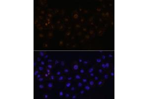 Immunofluorescence analysis of  cells using HEY1 antibody (ABIN7267558) at dilution of 1:100.