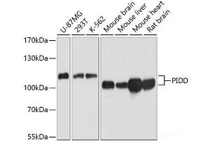 Western blot analysis of extracts of various cell lines using PIDD Polyclonal Antibody at dilution of 1:1000. (PIDD Antikörper)