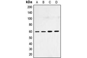 Western blot analysis of SMAD4 expression in HepG2 (A), HeLa (B), NIH3T3 (C), COS7 (D) whole cell lysates. (SMAD4 Antikörper  (N-Term))