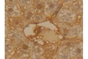 IHC-P analysis of Mouse Liver Tissue, with DAB staining. (SERPINA1 Antikörper  (AA 25-413))