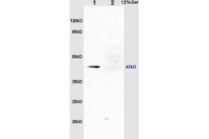 L1 rat liver lysates L2 rat kidney lysates probed with Rabbit Anti-ERK1 (Thr203/Tyr205) + ERK2 (Thr183/Tyr185) Polyclonal Antibody, Unconjugated (ABIN687727) at 1:200 overnight at 4 °C. (ERK1/2 Antikörper  (pThr183, pTyr185))