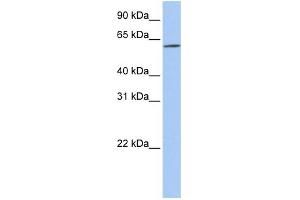WB Suggested Anti-SLC22A14 Antibody Titration:  0.