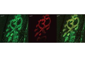 Immunohistochemistry analysis using Rabbit Anti-Bassoon Polyclonal Antibody . (Bassoon Antikörper  (AA 786-1041) (Atto 594))