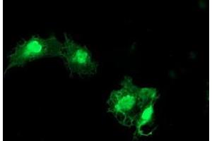 Anti-EIF5A2 mouse monoclonal antibody (ABIN2455940) immunofluorescent staining of COS7 cells transiently transfected by pCMV6-ENTRY EIF5A2 (RC206249). (EIF5A2 Antikörper)