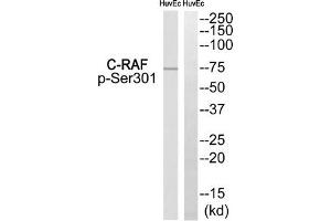 Western blot analysis of extracts from HuvEc, using C-RAF (Phospho-Ser301) antibody. (RAF1 Antikörper  (pSer301))
