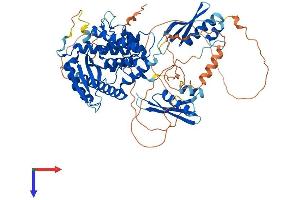 STRBP Protein (AA 1-672) (His tag)