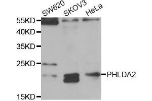 Western blot analysis of extracts of various cell lines, using PHLDA2 antibody (ABIN5973675) at 1/1000 dilution.