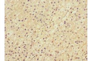 Immunohistochemistry of paraffin-embedded human adrenal gland tissue using ABIN7158575 at dilution of 1:100 (LRP4 Antikörper  (AA 1500-1725))