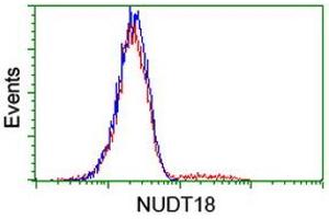 Image no. 2 for anti-Nudix (Nucleoside Diphosphate Linked Moiety X)-Type Motif 18 (NUDT18) antibody (ABIN1499858) (NUDT18 Antikörper)